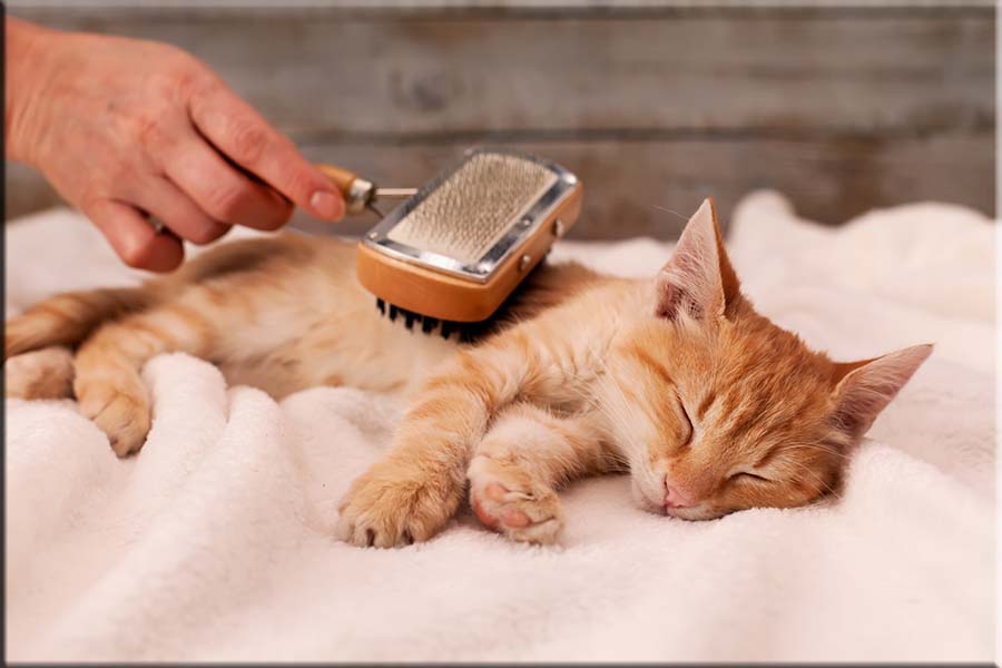 Overnight Cat Services