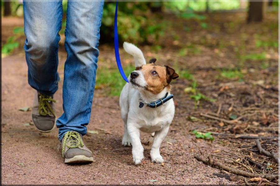Dog Add-On Services
