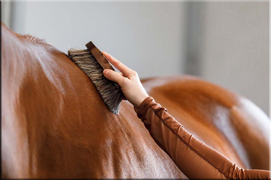Equine Add-On Services