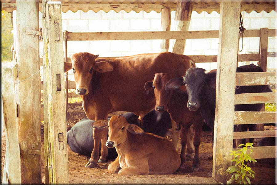 Basic Livestock Visits