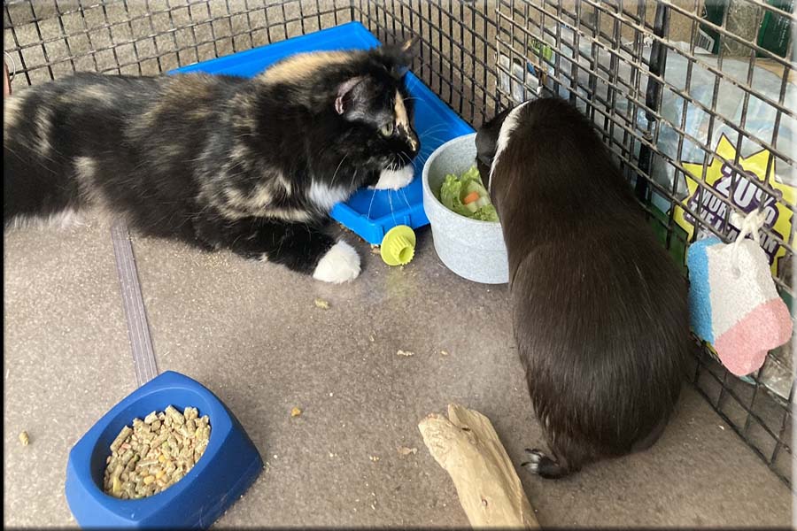 Basic Small Animal Visits